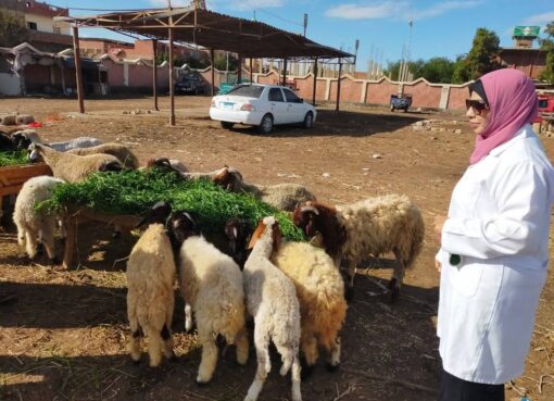 مديرية الطب البيطري بالسويس تكثف حملتها بأسواق الحيوانات الحية لمكافحة الأمراض الوبائية وتحصين الحيوانات 
