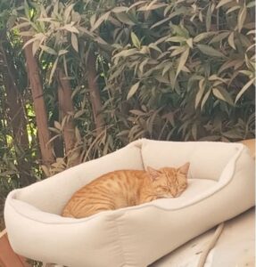 في ضوء شمس العصر الدافئة، وبين أوراق الأشجار الكثيفة، ترقد قطة في نوم عميق