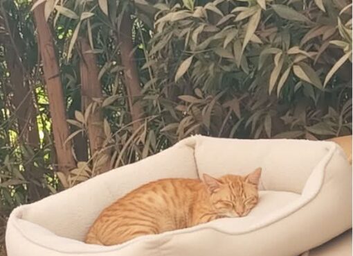 في ضوء شمس العصر الدافئة، وبين أوراق الأشجار الكثيفة، ترقد قطة في نوم عميق