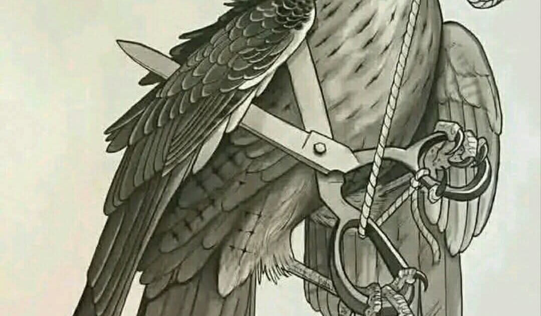 حين يتحول الجناح الى قيد