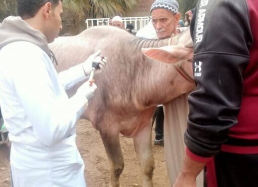 تحصين 222 ألف رأس ماشية ضد الحمى القلاعية والوادي المتصدع بالجيزة خلال شهر ديسمبر 