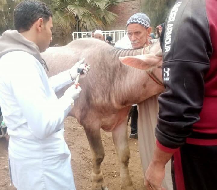 تحصين 222 ألف رأس ماشية ضد الحمى القلاعية والوادي المتصدع بالجيزة خلال شهر ديسمبر 