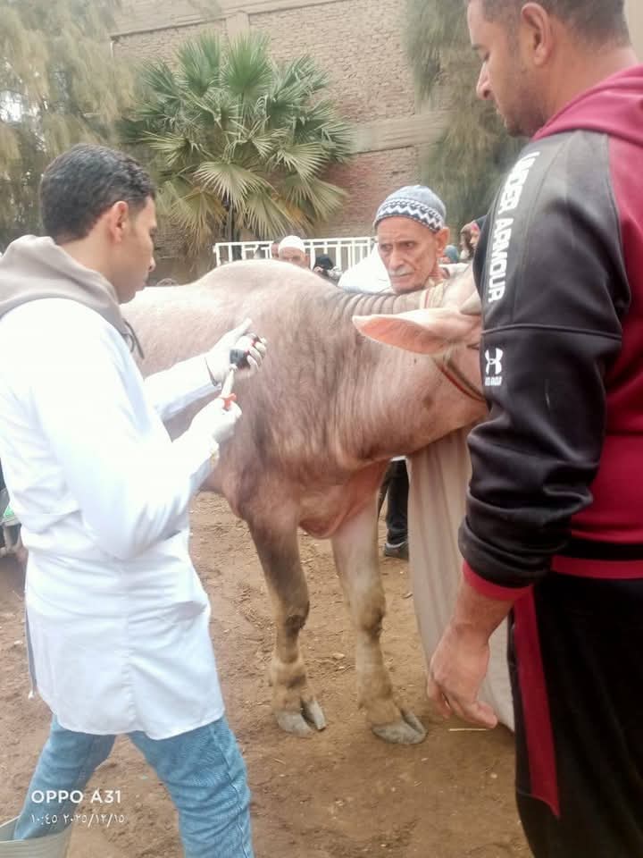 تحصين 222 ألف رأس ماشية ضد الحمى القلاعية والوادي المتصدع بالجيزة خلال شهر ديسمبر 