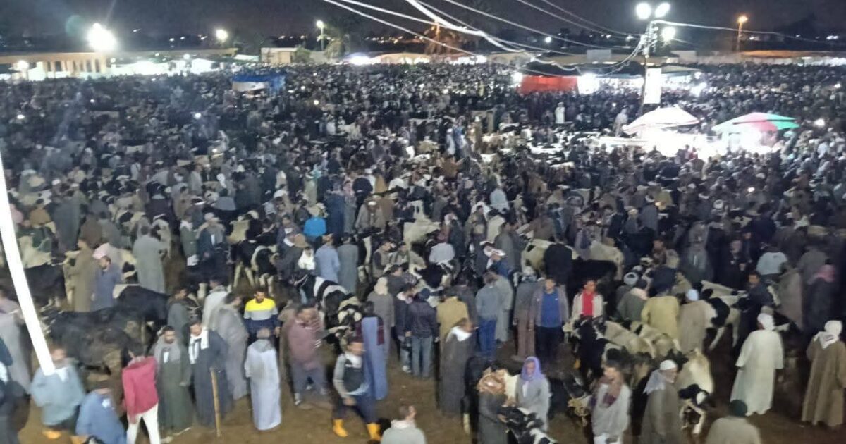 سوق المواشي بدمنهور جهود مكثفة لتطوير الخدمات وتوفير بيئة منظمة وآمنة لعمليات البيع والشراء