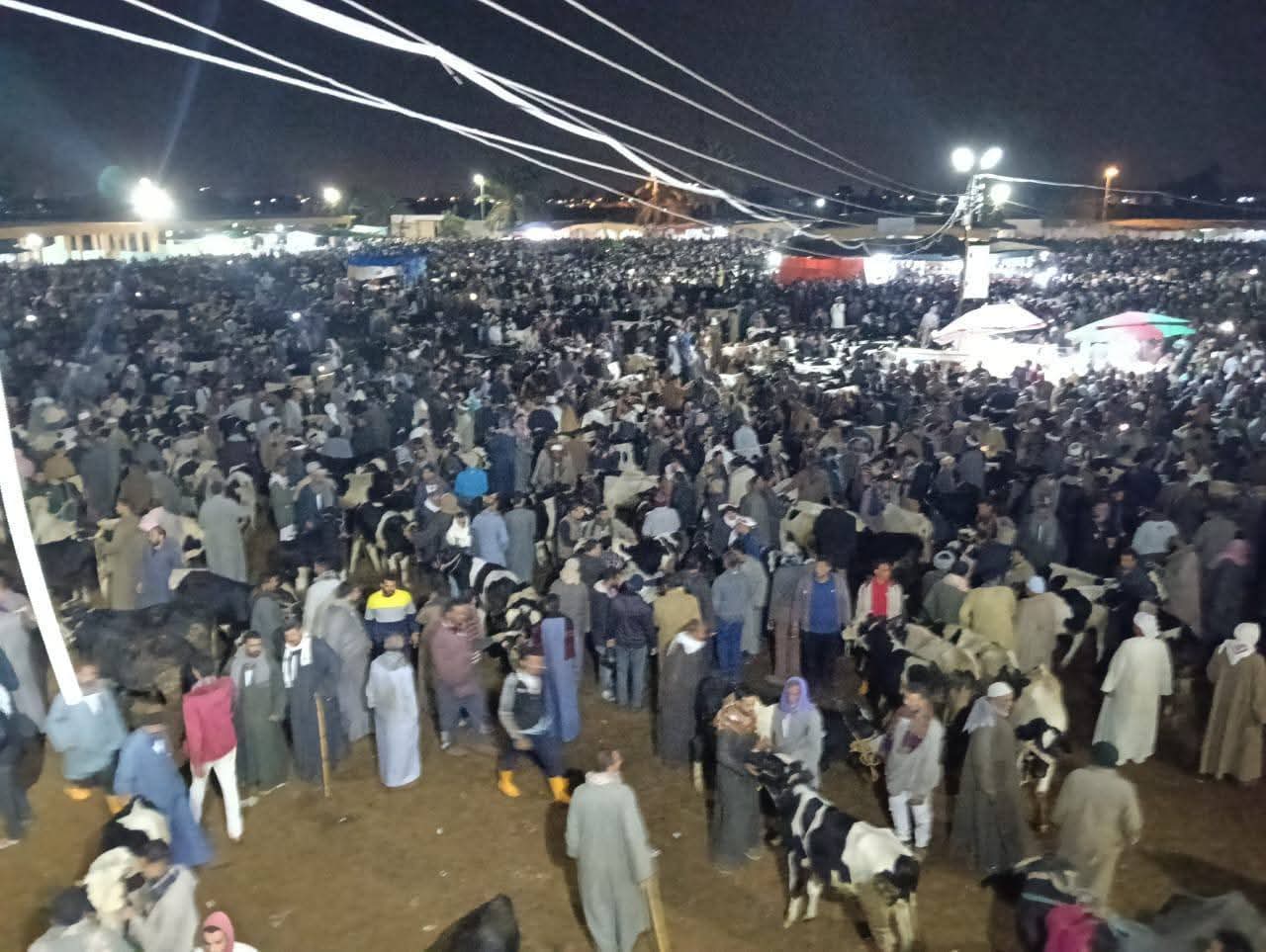 سوق المواشي بدمنهور جهود مكثفة لتطوير الخدمات وتوفير بيئة منظمة وآمنة لعمليات البيع والشراء