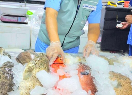 بيئة مكة تضبط مخالفات في أسواق الأسماك بجدة وتُتلف أكثر من طن أسماك غير صالحة