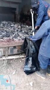 بيئة مكة تضبط مخالفات في أسواق الأسماك بجدة وتُتلف أكثر من طن أسماك غير صالحة