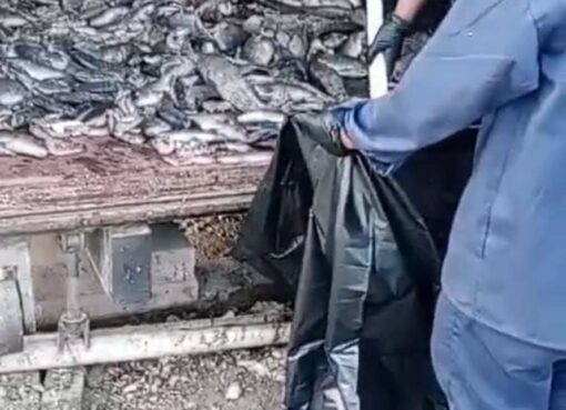 بيئة مكة تضبط مخالفات في أسواق الأسماك بجدة وتُتلف أكثر من طن أسماك غير صالحة