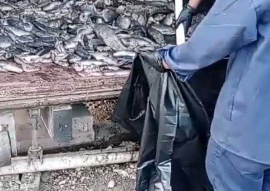 بيئة مكة تضبط مخالفات في أسواق الأسماك بجدة وتُتلف أكثر من طن أسماك غير صالحة