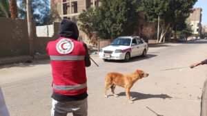 بيطري قنا تحصين 38 كلبًا ضالًا بنطاق مستشفى الحميات بالبندر