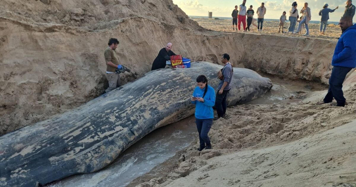 "نفوق حوت العنبر