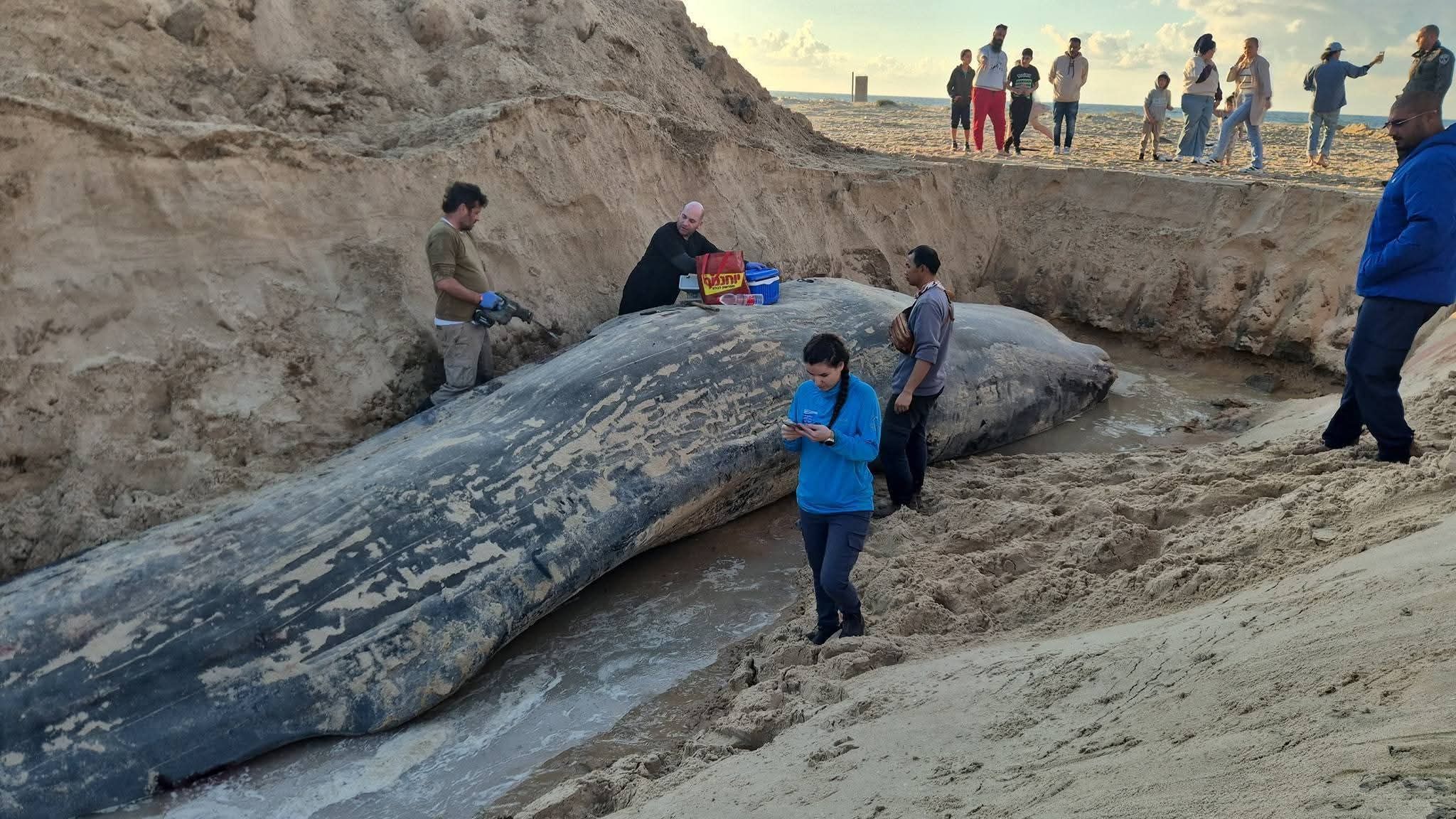 "نفوق حوت العنبر