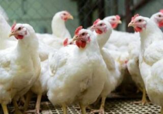 أسعار الفراخ في البورصة اليوم السبت 7 فبراير 2026