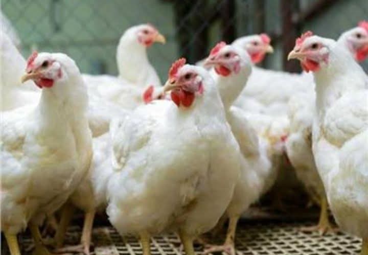 أسعار الفراخ في البورصة اليوم السبت 7 فبراير 2026