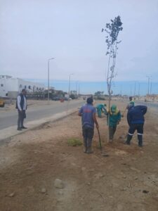 البحر الأحمر:استمرار أعمال زراعة الأشجار بمدينة مرسى علم ضمن المبادرة الرئاسية