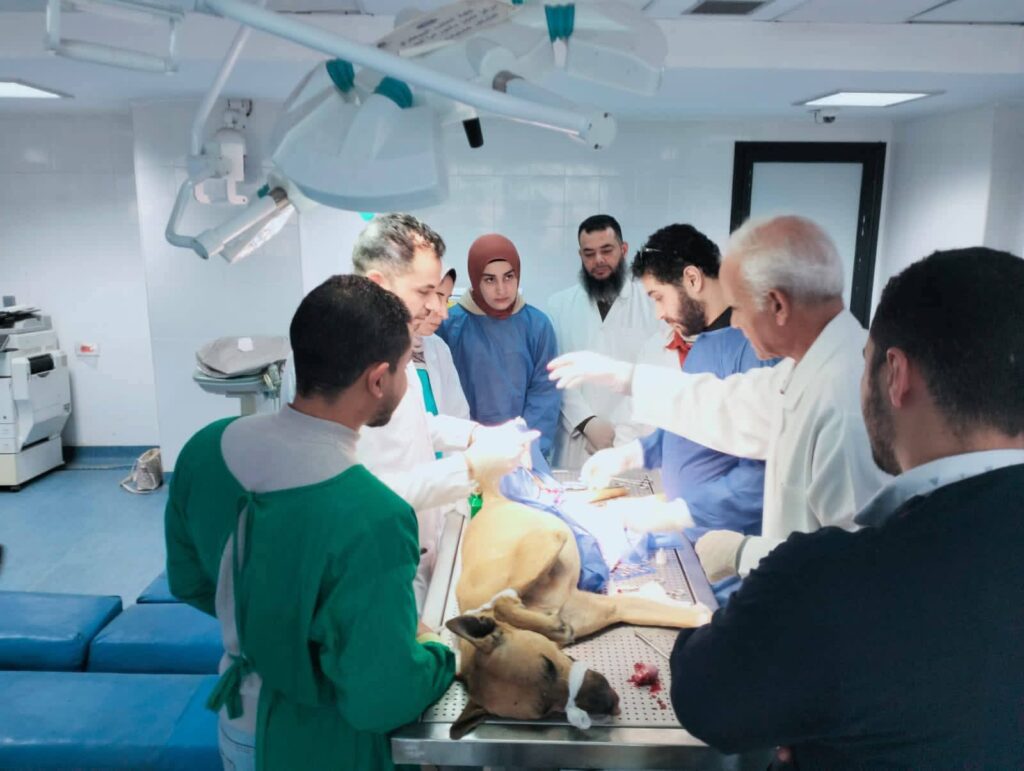 إجراء عمليات التعقيم تنفيذا لمبادرة (المجتمع الآمن والرفق بالحيوان) للحد من ظاهرة الكلاب الضالة