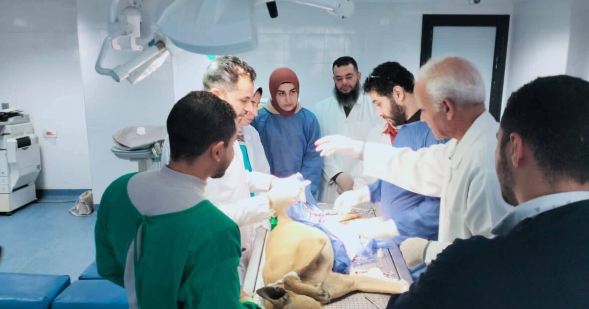 إجراء عمليات التعقيم تنفيذا لمبادرة (المجتمع الآمن والرفق بالحيوان) للحد من ظاهرة الكلاب الضالة