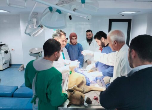 إجراء عمليات التعقيم تنفيذا لمبادرة (المجتمع الآمن والرفق بالحيوان) للحد من ظاهرة الكلاب الضالة