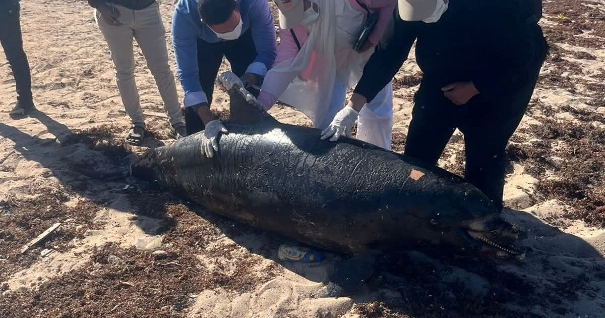 وزيرة التنمية المحلية والبيئة توجه بدفن الدرفيل النافق في رأس غارب 