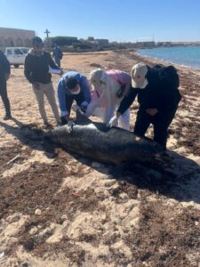 وزيرة التنمية المحلية والبيئة توجه بدفن الدرفيل النافق في رأس غارب 