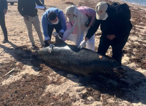 وزيرة التنمية المحلية والبيئة توجه بدفن الدرفيل النافق في رأس غارب 