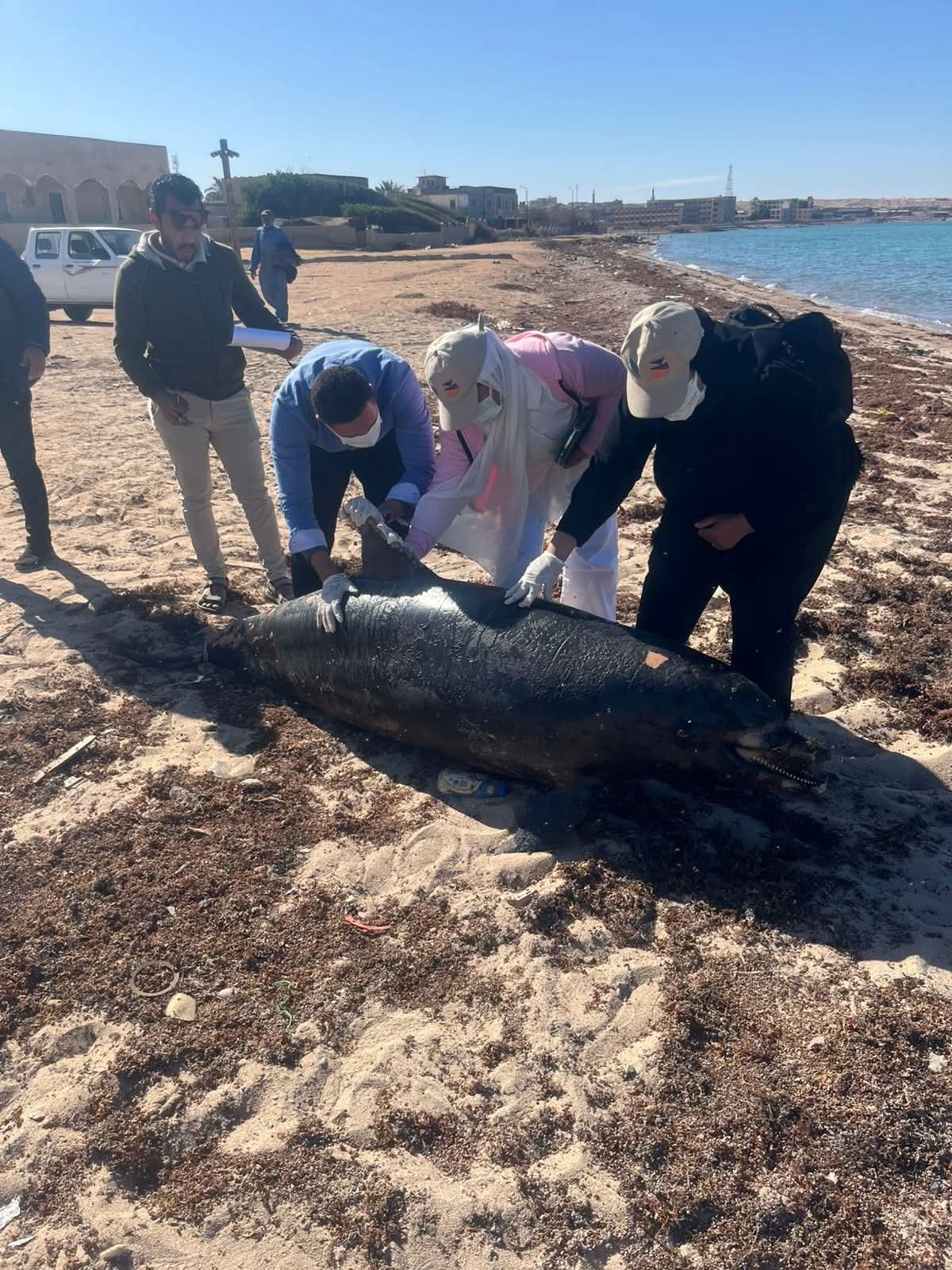 وزيرة التنمية المحلية والبيئة توجه بدفن الدرفيل النافق في رأس غارب 