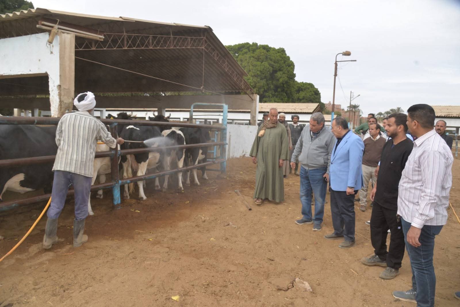 محافظ أسيوط يتفقد مزرعة أبنوب الحمام لضمان توفير اللحوم البلدية للمواطنين بأسعار مخفضة