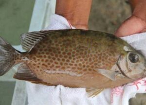 سمكة الأرنب السامة تُدخل أباً ونجله في حالة طوارئ بالعريش