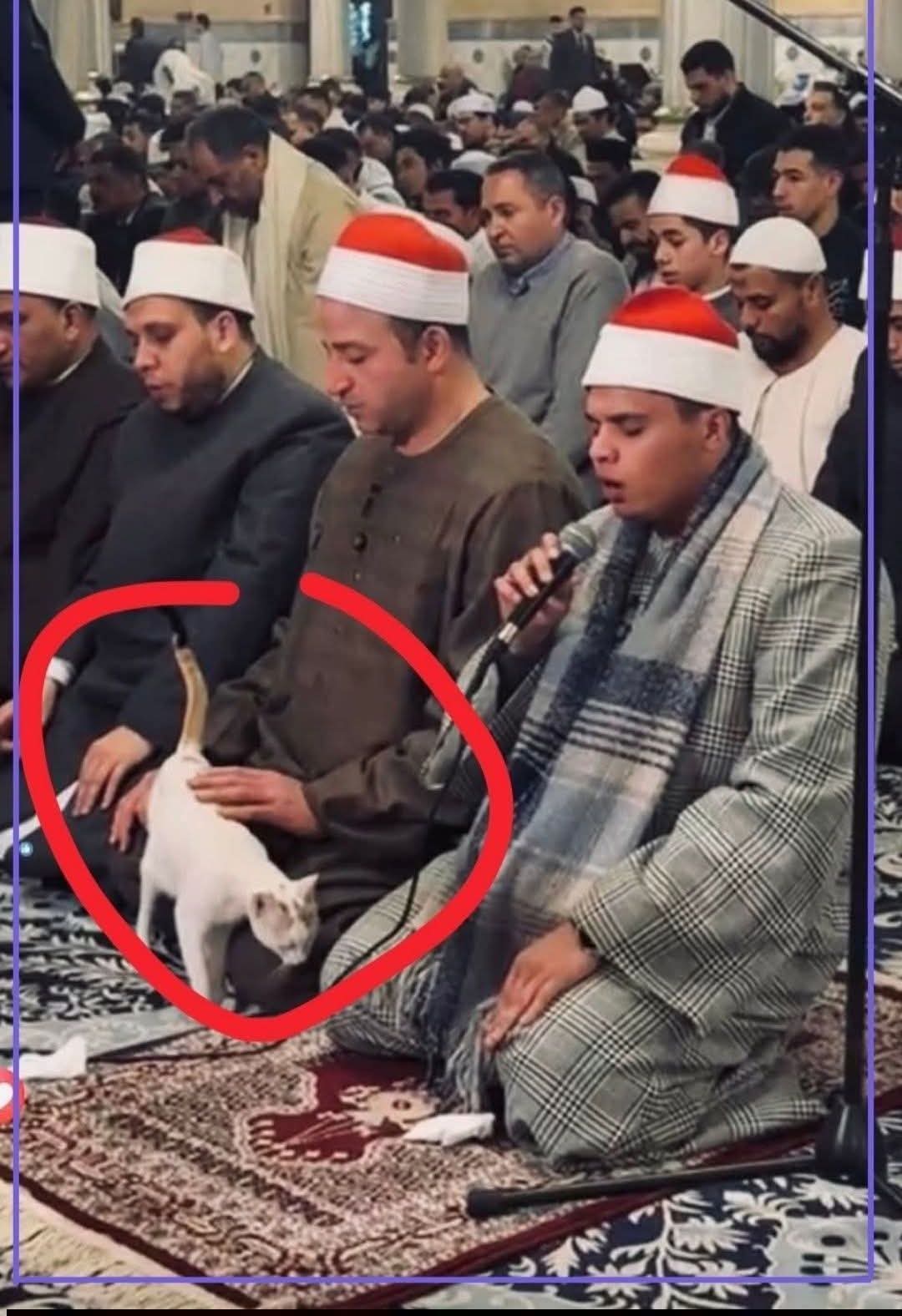 لفتة رحمة خلال «دولة التلاوة».. طه النعماني يتعامل برفق مع قطة في صلاة التراويح بالحسين