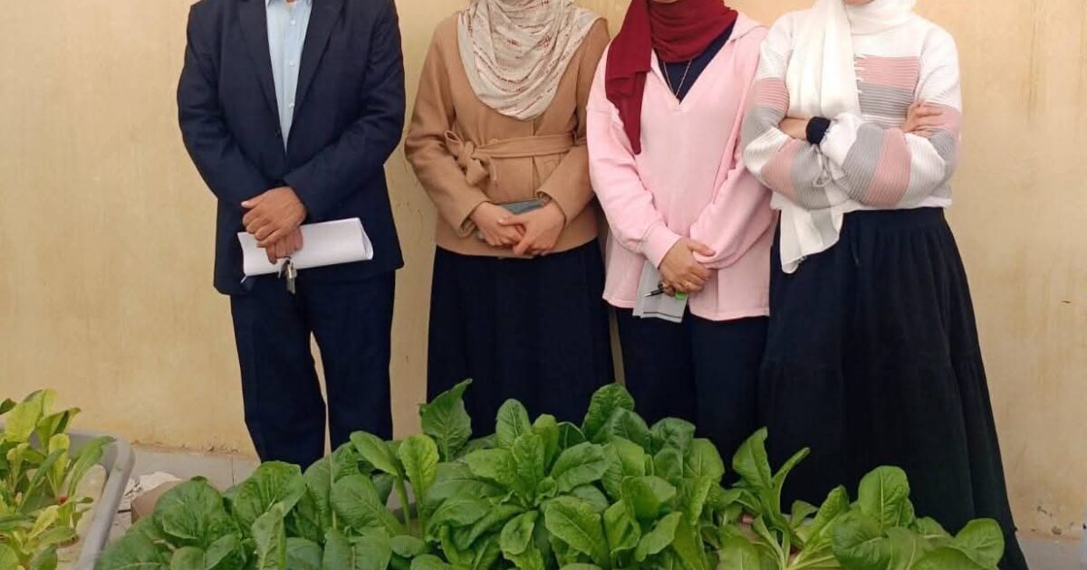 زراعة بني سويف تشهد حصاد وحدات "الهيدروبونيك" بدون تربة