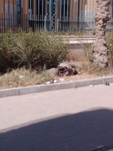 اشباة البشر يعثون فى الارض فسادا ..