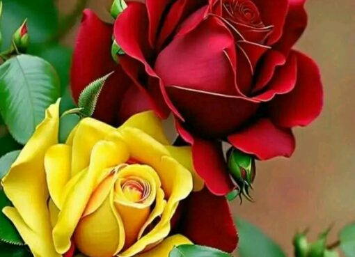 راحل ودمعي. جرى