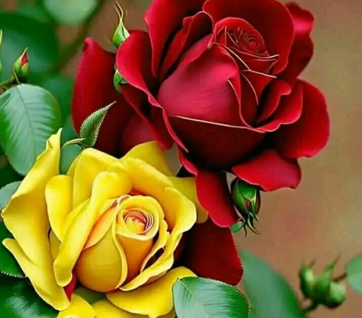 راحل ودمعي. جرى