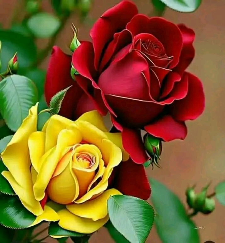 راحل ودمعي. جرى