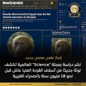 جامعة المنصورة نظمت فاعلية الإعلان