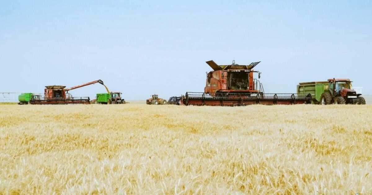 توشكى يعلن انطلاق موسم حصاد القمح 2026.. واستعدادات مكثفة لاستقبال “الذهب الأصفر” بأسوان