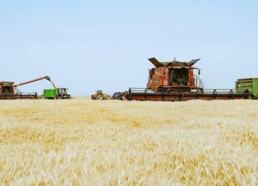 توشكى يعلن انطلاق موسم حصاد القمح 2026.. واستعدادات مكثفة لاستقبال “الذهب الأصفر” بأسوان