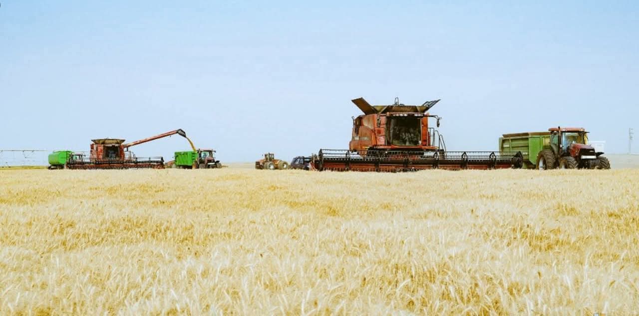 توشكى يعلن انطلاق موسم حصاد القمح 2026.. واستعدادات مكثفة لاستقبال “الذهب الأصفر” بأسوان