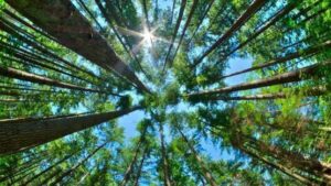 أفريقيا تُفاجئ العالم.. الأشجار تعود من تحت الأرض