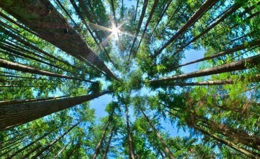 أفريقيا تُفاجئ العالم.. الأشجار تعود من تحت الأرض