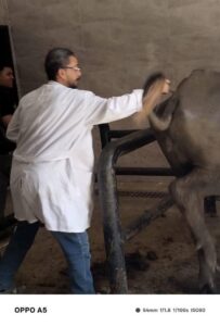 "الزراعة" تكثّف جهود مكافحة البروسيلا والسل خلال مارس: تحصين 14,425 ألف رأس ماشية وإجراء أكثر من 53 ألف اختبار بالمحافظات