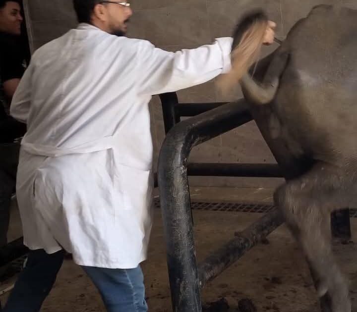 "الزراعة" تكثّف جهود مكافحة البروسيلا والسل خلال مارس: تحصين 14,425 ألف رأس ماشية وإجراء أكثر من 53 ألف اختبار بالمحافظات