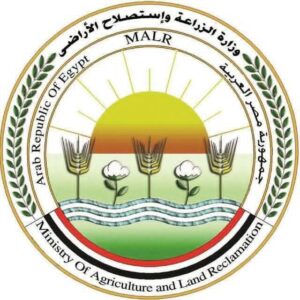 الزراعة تكشف سر جنون أسعار الطماطم: انفراجة قريبة بالأسواق