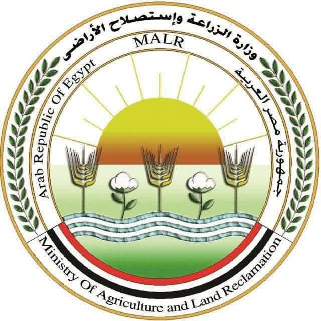 الزراعة تكشف سر جنون أسعار الطماطم: انفراجة قريبة بالأسواق