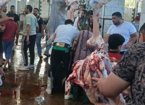 ذبح 4300 أضحية داخل المجازر الحكومية مجانا خلال الأيام الثلاثة الأولى لعيد الأضحى بالجيزة