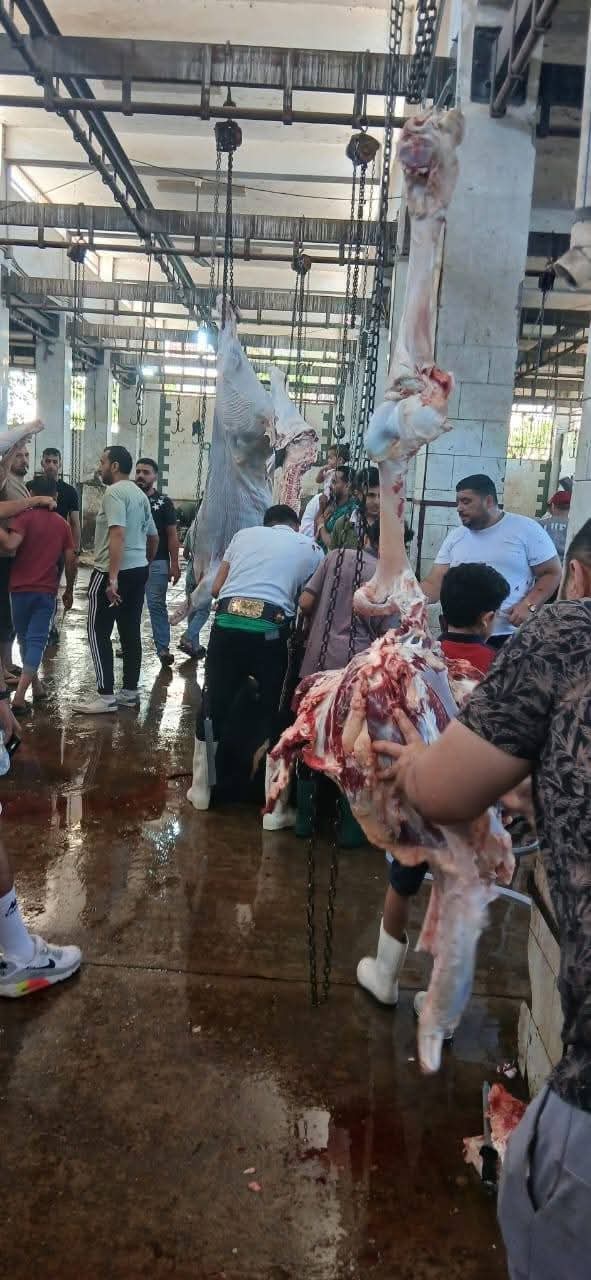 ذبح 4300 أضحية داخل المجازر الحكومية مجانا خلال الأيام الثلاثة الأولى لعيد الأضحى بالجيزة
