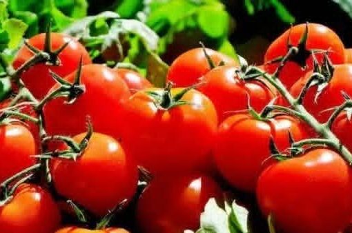 وزارة التموين: طرح كميات كبيرة من الطماطم بالمجمعات الاستهلاكية بسعر 20 جنيهًا للكيلو 