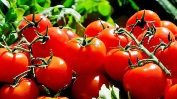 وزارة التموين: طرح كميات كبيرة من الطماطم بالمجمعات الاستهلاكية بسعر 20 جنيهًا للكيلو 