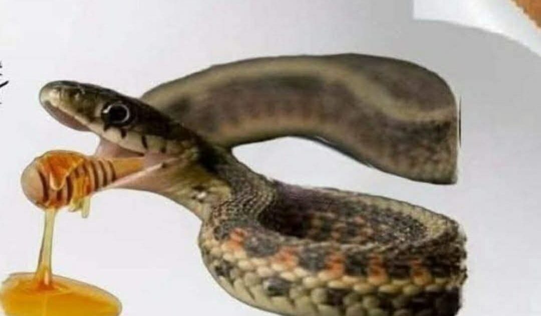 السم في العسل