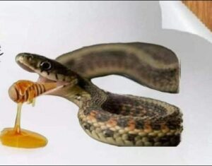 السم في العسل